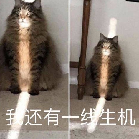 蓝鳍金枪鱼