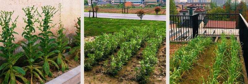 登上福布斯的建筑师，用70w造出400平的“梯田之家” / 丰间建筑事务所